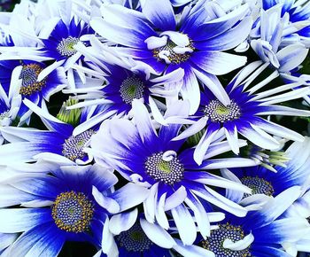 High angle view of purple flowering plants