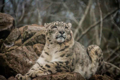 View of a cat on rock