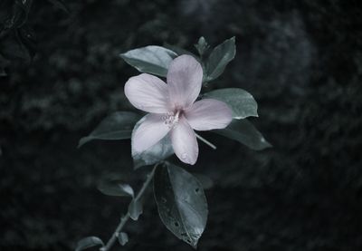 Close-up of white flowering plant