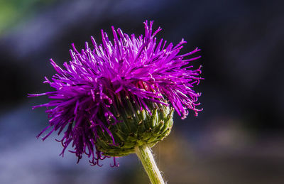 Close-up of pink thistle flower