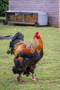 Cockerel in a field