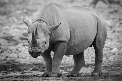 Mono black rhino by waterhole watching camera