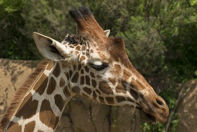 Close-up of giraffe