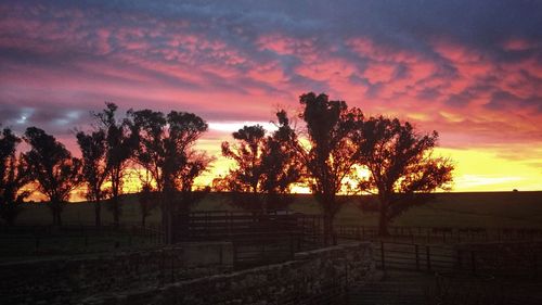 Silhouette trees against sky during sunset