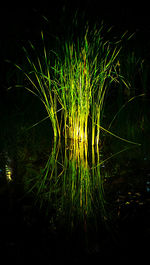 Plants growing in the dark