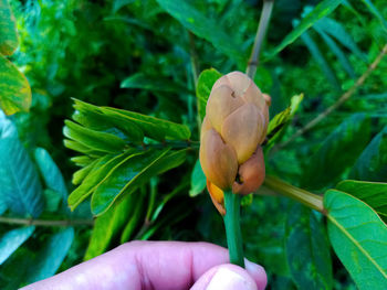 Close-up of hand holding plant