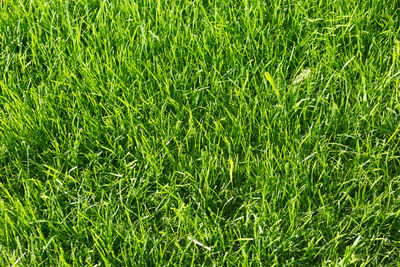 Full frame shot of soccer field