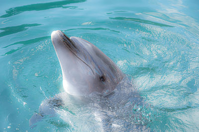 Aerial view of dolphin  swimming underwater