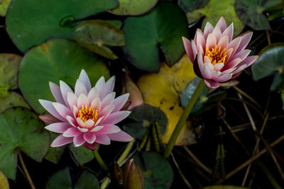 Close-up of pink water lily blooming outdoors