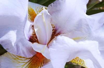 Close-up of white flowers