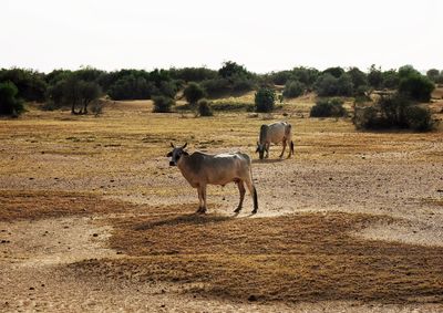 Horses in a field