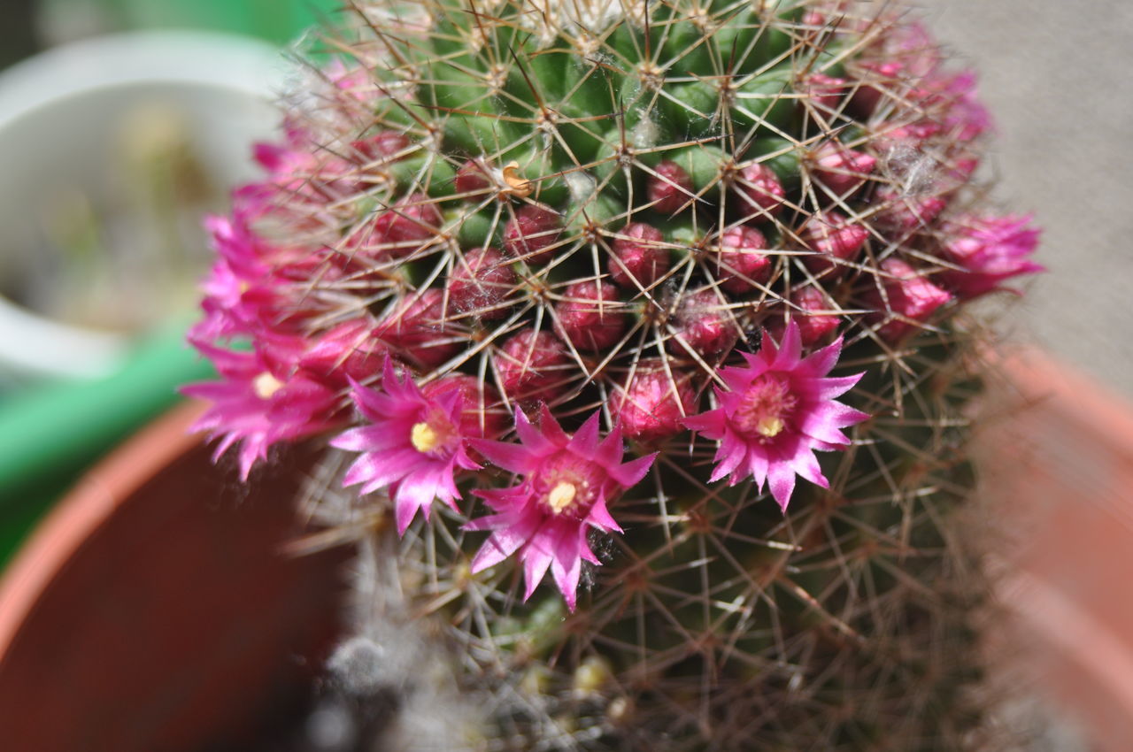 CLOSE-UP OF PINK CACTUS PLANT