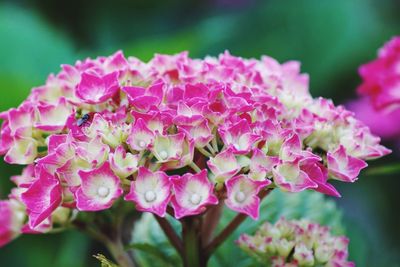 Close-up of pink flowering plant