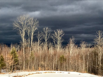 Bare trees on snow covered field against sky