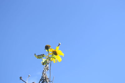 Low angle view of yellow flowering plant against clear blue sky