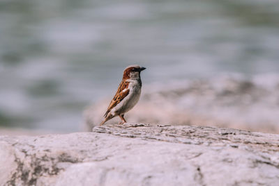 Close-up of bird perching on rock