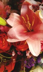 Close-up of pink flower