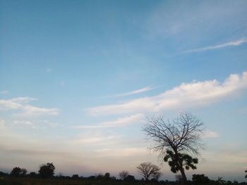 Low angle view of silhouette trees against sky