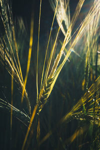 Close-up of wheat growing on field