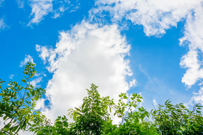 Low angle view of trees against blue sky