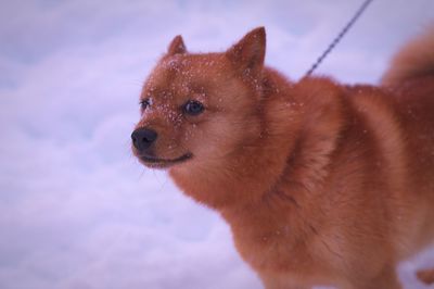 Close-up of dog against sky