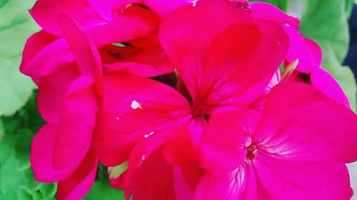 Close-up of pink flower