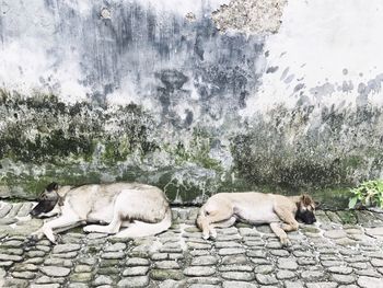 Dog by stone wall