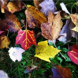 Close-up of dry leaves on field