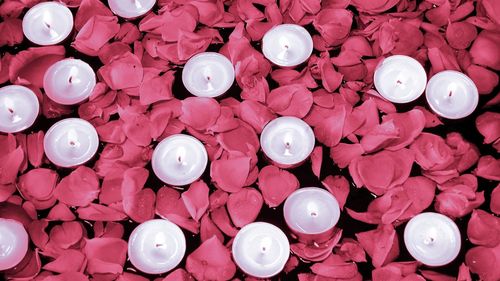 High angle view of pink roses