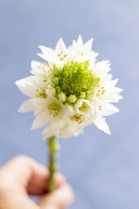 Close-up of hand holding white flowering plant