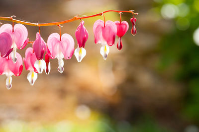 Close-up of pink flowering plants