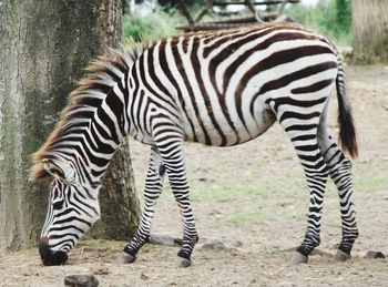 Zebra standing on tree