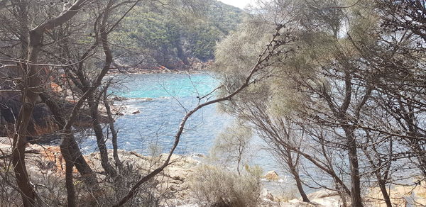 Bare trees by lake in forest