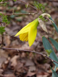 Close-up of yellow flower blooming outdoors