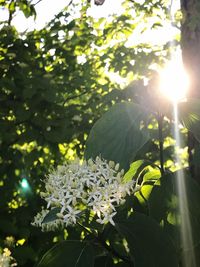 Close-up of flowers blooming on tree