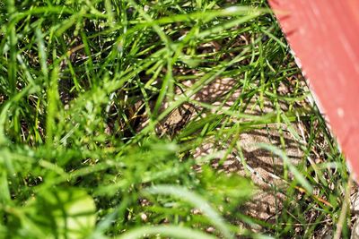 High angle view of plants growing on field