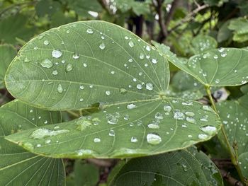 leaf