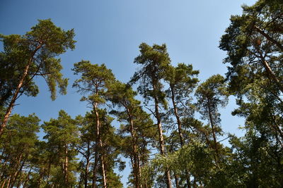 Low angle view of trees against sky