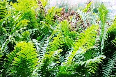Close-up of plants