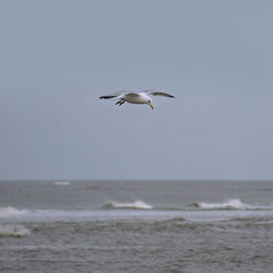 Seagull flying over sea