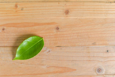 High angle view of leaf on wooden table