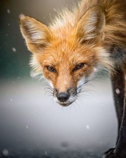 Close-up portrait of red box standing on floor during rain