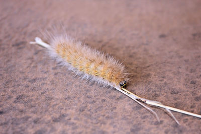 Close-up of insect on sand