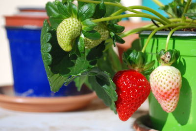 Close-up strawberries growing in the pot above the balcony table.