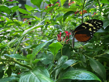 Close-up of butterfly pollinating on flower