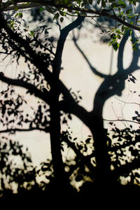 Shadow of tree on wall