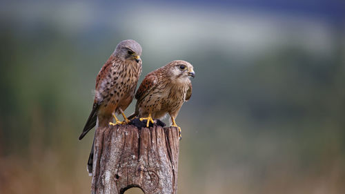 Male and female