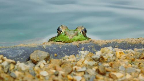 Close-up of frog