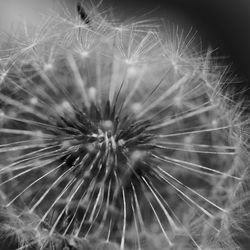 Close-up of dandelion