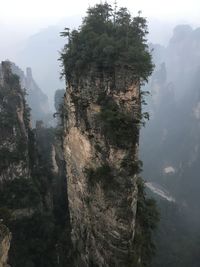 Trees on cliff against sky